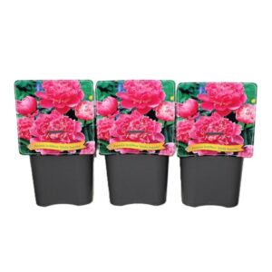 Paeonia Edulis Super Paeonia Lactiflora 'Edulis Superba' C5
(1 Plants/Order)(21cmP 35cmH)