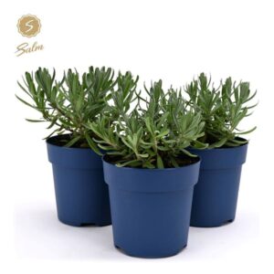 Lavandula Felice Lavandula ang. 'Felice'® Collection P10,5
(15 Plants/Order)(10.5cmP 15cmH)