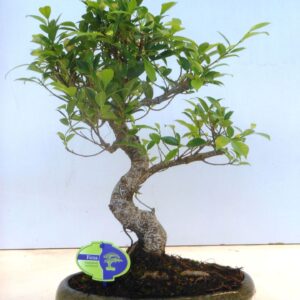 Bonsai dwergvorm loofhout Ficus retusa, 29cm., shape, without drip tray
(2 Plants/Order)(29cmP 45cmH)