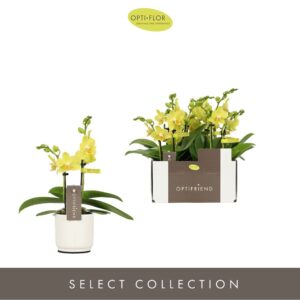 Phalaenopsis Multiflora Optifriend Vayenne 2 spike in Lazio White
(6 Plants/Order)(7cmP 25cmH)