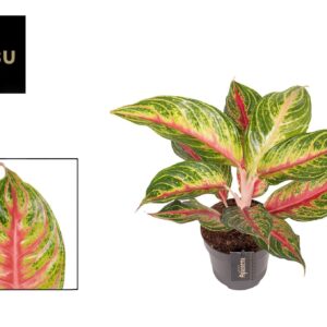 Aglaonema other Aglaonema Eyecatcher Red
(10 Plants/Order)(12cmP 45cmH)