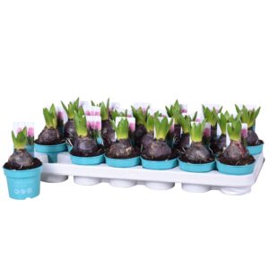 Hyacinthus Pink Pearl Hyacinthus Pink Pearl 'Diamond Collection' 9cm
(18 Plants/Order)(9cmP 15cmH)