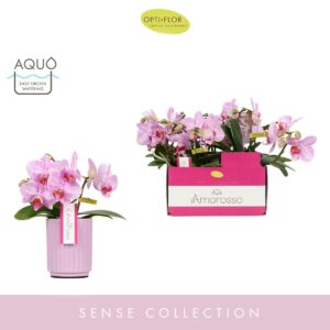 Phalaenopsis Multiflora Amorosso Merlini in Molise Lilac Aquo
(6 Plants/Order)(7cmP 25cmH)