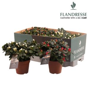Rhododendron Azalea Flandresse® 'mix tray red & wit' 22 - 25 cm
(8 Plants/Order)(12cmP 25cmH)