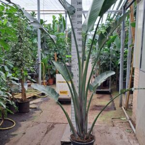 Strelitzia nicolai Strelitzia Nicolai toef 300
(1 Plants/Order)(35cmP 300cmH)