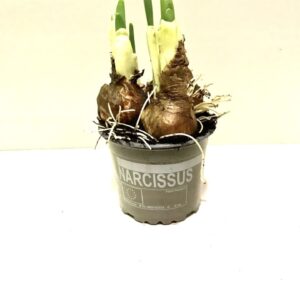 Narcissus Bridal Crown Narcis Bridal Crown
(18 Plants/Order)(9cmP 15cmH)