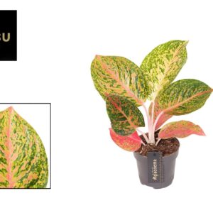Aglaonema other Aglaonema Grand Bouquet
(6 Plants/Order)(12cmP 35cmH)