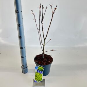 Acer palmatum Summer Gold Acer pal. 'Summer Gold'
(1 Plants/Order)(19cmP 70cmH)