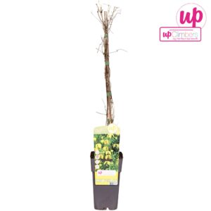 Clematis tibetana tangutica Clematis tangutica P15
(10 Plants/Order)(15cmP 65cmH)