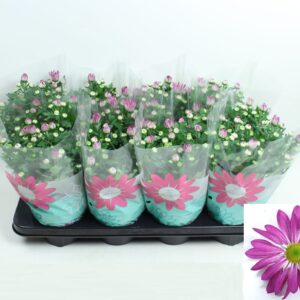 Chrysanthemum Rainbow Rosy Chrysanthemum Rainbow Rosy Stadium 1
(8 Plants/Order)(14cmP 27cmH)