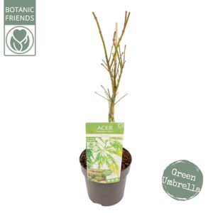 Acer palmatum Dissectum Acer palm. 'Dissectum'
(5 Plants/Order)(19cmP 65cmH)