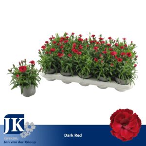 Carnation Oscar Cherry Carnation Dark Red
(15 Plants/Order)(10.5cmP 15cmH)