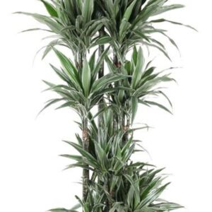 Dracaena Warneckei Dracaena Warneckei 150-carrousel
(1 Plants/Order)(40cmP 200cmH)