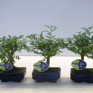 Bonsai Zanthoxylum piperitum 15cm., broom, without dip tray
(10 Plants/Order)(15cmP 25cmH)
