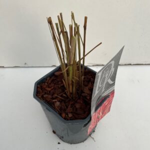 Pennisetum Pennisetum 'Fireworks'
(6 Plants/Order)(17cmP 40cmH)