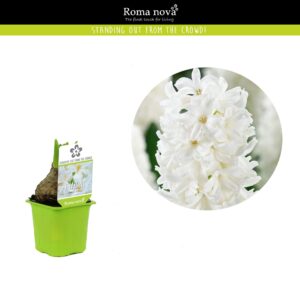 Hyacinthus White Pearl Hyacint White Pearl 7cm
(24 Plants/Order)(7cmP 10cmH)