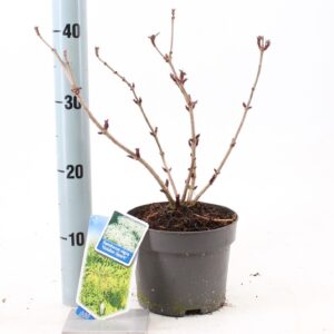 Sambucus nigra Sambucus nigra Golden Spark' (Alcsam)
(1 Plants/Order)(17cmP 35cmH)