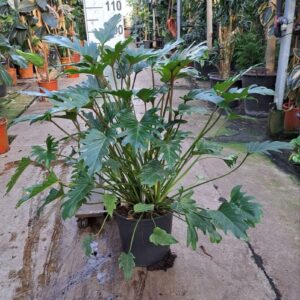 Philodendron Xanadu Philodendron Xanadu Bush
(1 Plants/Order)(33cmP 100cmH)