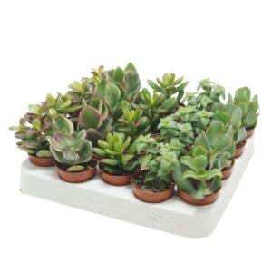 Crassula Crassula mix 5,5 cm
(20 Plants/Order)(5.5cmP 13cmH)
