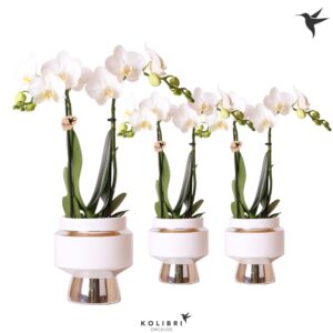 Phalaenopsis Multiflora Kolibri Orchids Phalaenopsis white 2 spike in Le Chic Pot silver
(6 Plants/Order)(9cmP 40cmH)