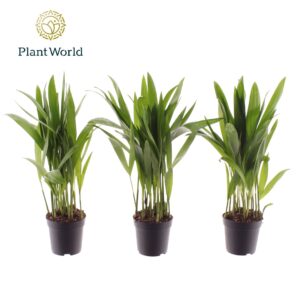 Chrysalidocarpus Dypsis lutescens (Areca) 7 cm
(28 Plants/Order)(7cmP 30cmH)