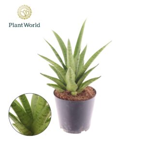 Sansevieria Cylindrica Sansevieria Lotus
(14 Plants/Order)(12cmP 30cmH)