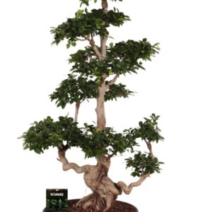 Ficus Ginseng Ficus micr. Multi Branched
(1 Plants/Order)(60cmP 170cmH)