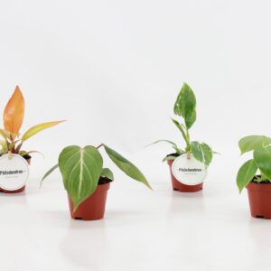 Philodendron Philodendron mix
(20 Plants/Order)(6cmP 15cmH)