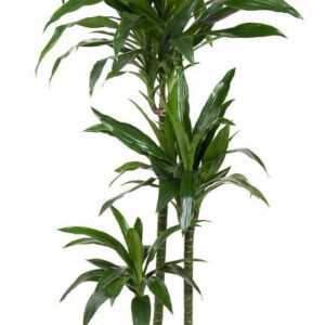 Dracaena Janet Craig Dracaena Janet Craig 90-60-30
(1 Plants/Order)(24cmP 140cmH)