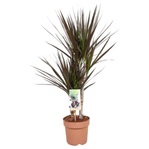 Dracaena Magenta Dracaena Magenta 30-15*
(1 Plants/Order)(17cmP 70cmH)