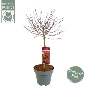 Acer palmatum Shaina Acer palm. 'Shaina' C14 laagstam
(1 Plants/Order)(30cmP 120cmH)