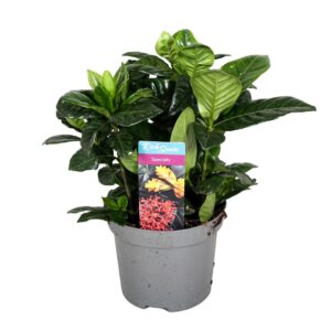 Gardenia jasminoides Gardenia Jasminoides 9cm
(10 Plants/Order)(9cmP 15cmH)
