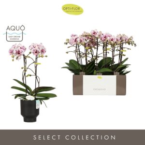 Phalaenopsis Multiflora Exclusivo Athena 2 spike in Emilia Dark Brown Aquo
(6 Plants/Order)(12cmP 45cmH)