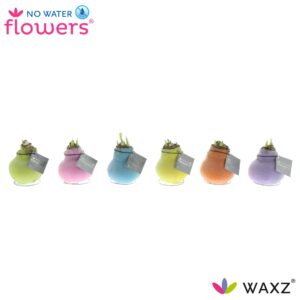 Droge ball Hippeastrum No Water Flowers Waxz® Pastel mix
(6 Plants/Order)(5cmP 15cmH)