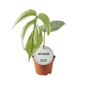 Monstera Monstera Amydrium Medium Silver
(20 Plants/Order)(6cmP 12cmH)