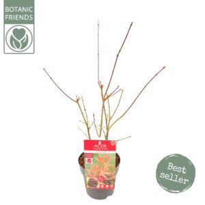 Acer palmatum Atropurpureum Acer palm. 'Atropurpureum'
(6 Plants/Order)(15cmP 45cmH)