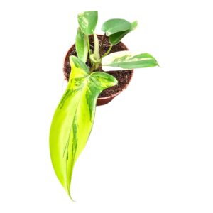 Philodendron Philodendron Florida Beauty
(10 Plants/Order)(9cmP 20cmH)