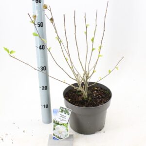 Hibiscus syriacus Hibiscus syriacus Little Legends White ('Woojeon'PBR)
(1 Plants/Order)(23cmP 45cmH)