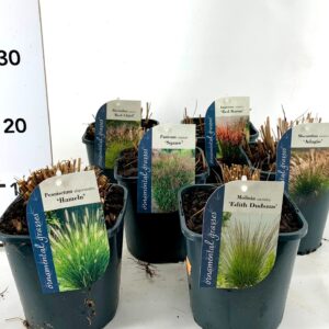 Siergrassen mix Siergrassen mix V2
(6 Plants/Order)(17cmP 20cmH)