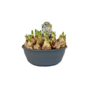 Narcissus Narcissus Barrett Browning
(1 Plants/Order)(27cmP 20cmH)