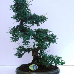 Bonsai dwergvorm loofhout Carmona macrophylla, 43cm., shape, without drip tray
(1 Plants/Order)(43cmP 65cmH)