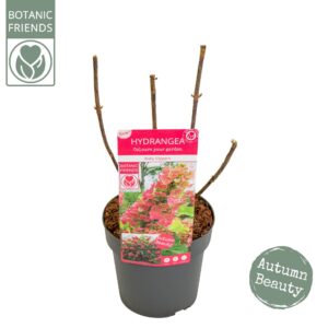 Hydrangea quercifolia Hydrangea que. 'Ruby Slippers' ®
(5 Plants/Order)(19cmP 45cmH)