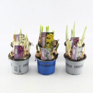 Bolbloemen Bolbloemen mixed 9 cm
(18 Plants/Order)(9cmP 15cmH)