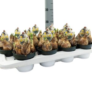 Narcissus Narcissus Goblet
(12 Plants/Order)(12cmP 10cmH)
