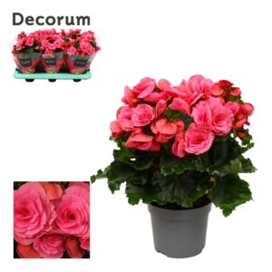 Begonia Berseba Begonia ''berseba'' purple 13cm Decorum
(6 Plants/Order)(13cmP 32cmH)