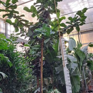 Ficus lyrata Ficus Lyrata stam 580
(1 Plants/Order)(65cmP 575cmH)