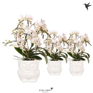Phalaenopsis Multiflora Kolibri Orchids Phalaenopsis Botanic 4 spike in Owl Pot white
(6 Plants/Order)(9cmP 40cmH)
