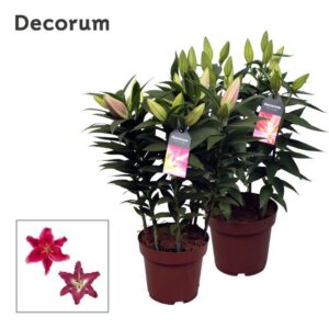 Lilium Lilium Oriental Pink 19cm
(5 Plants/Order)(19cmP 50cmH)
