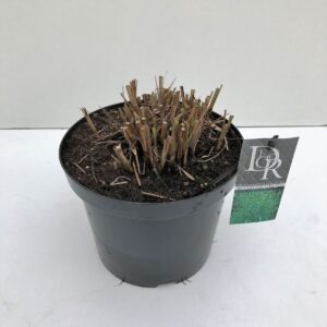 Miscanthus sinensis Strictus Miscanthus 'Strictus'
(1 Plants/Order)(29cmP 90cmH)