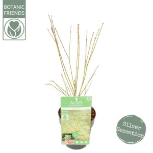 Acer palmatum Butterfly Acer palm. 'Butterfly'
(6 Plants/Order)(15cmP 45cmH)